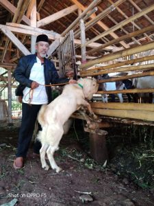 Bang Mamat penjual kambing